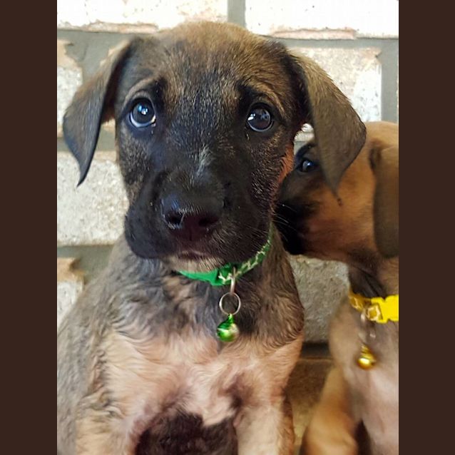 Photo of Nuka