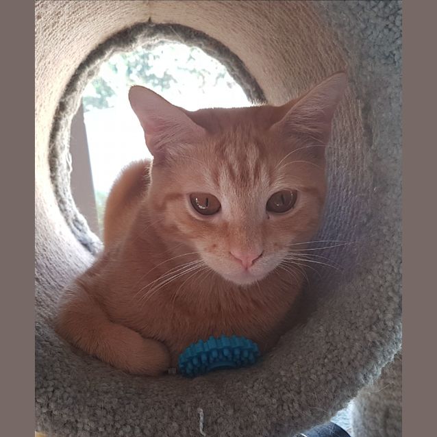 Photo of Gizmo