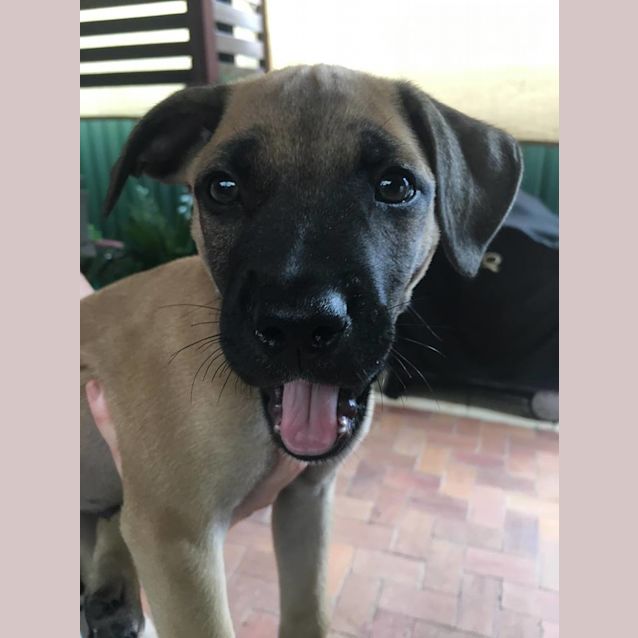 Photo of Kovu