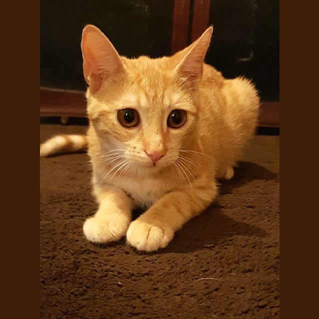 Photo of Gidget
