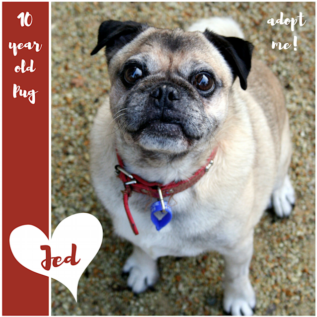 Photo of Jed ~ 10 Year Old Pug (On Trial 21/4/18)