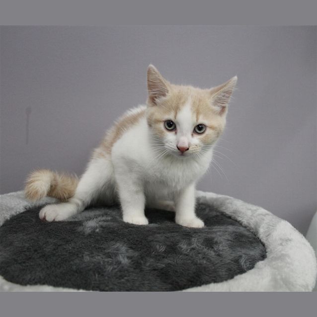 Photo of Gemini