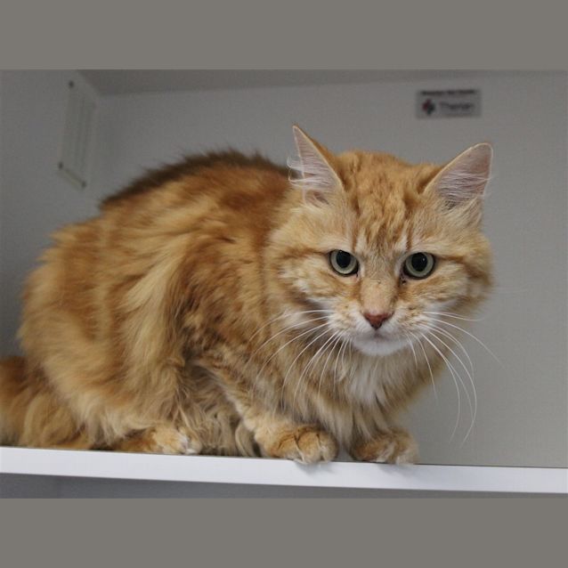 Photo of Mr Puffy