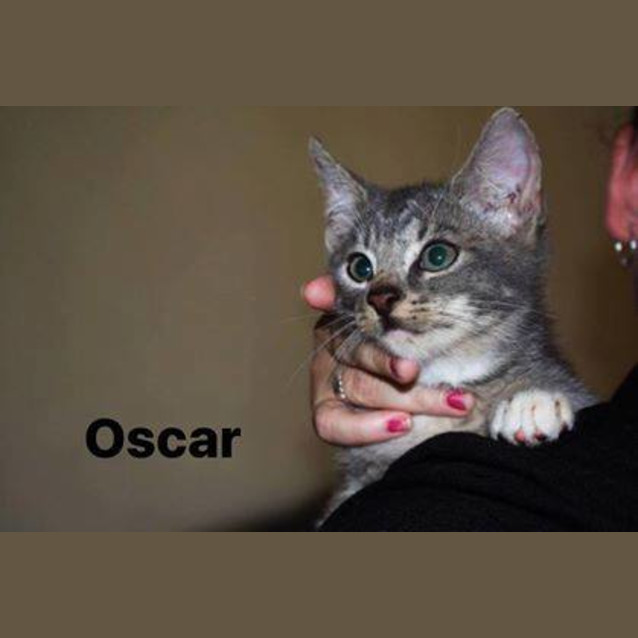 Photo of Oscar