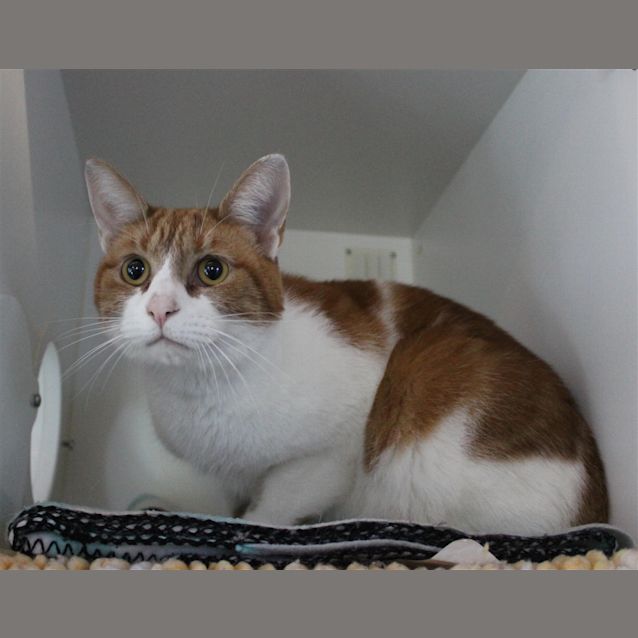 Photo of Alvin