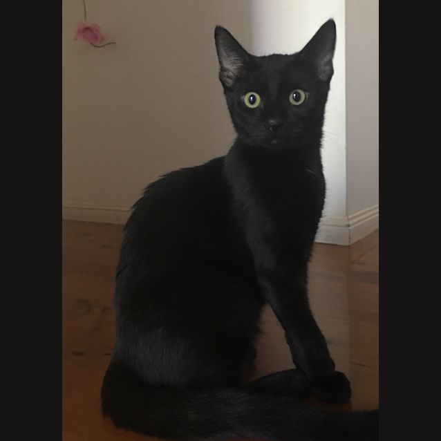Photo of Bear
