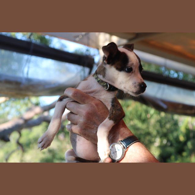 Photo of Scout