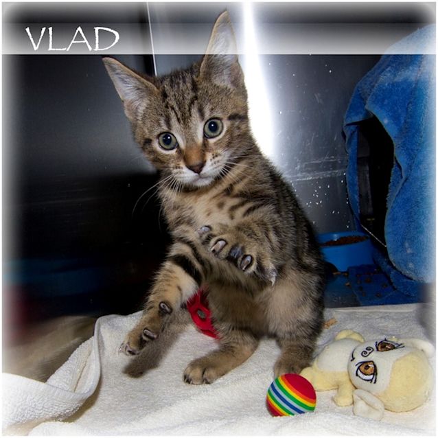 Photo of Vlad