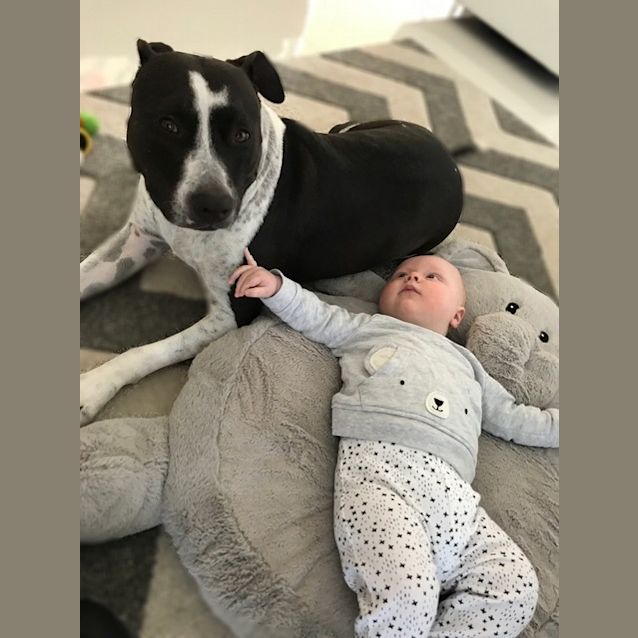 Photo of Chase ~ American Staffy (On Trial 14/4/2018)