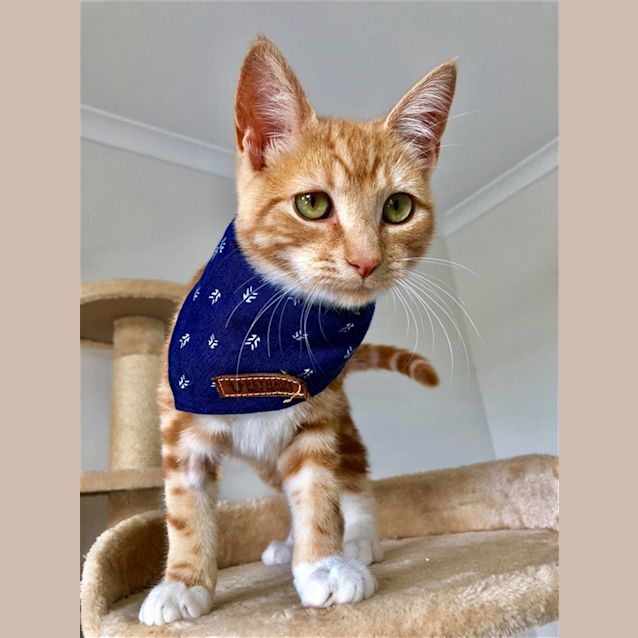 Photo of Spud