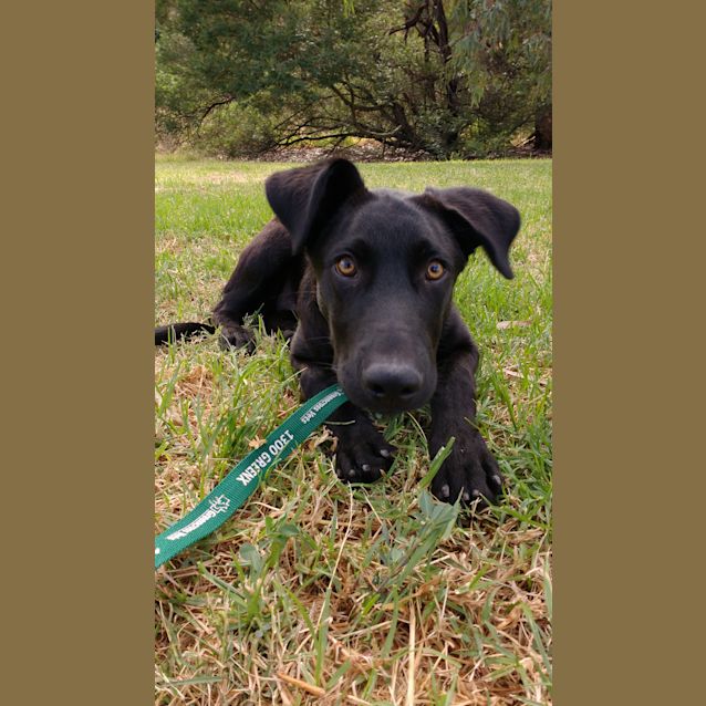 Photo of Shadow