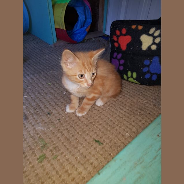 Photo of Biscuit 