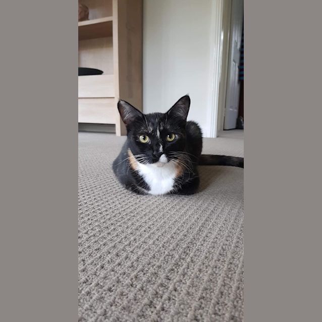 Photo of Chihiro *Adopt Me I’m Adorable*