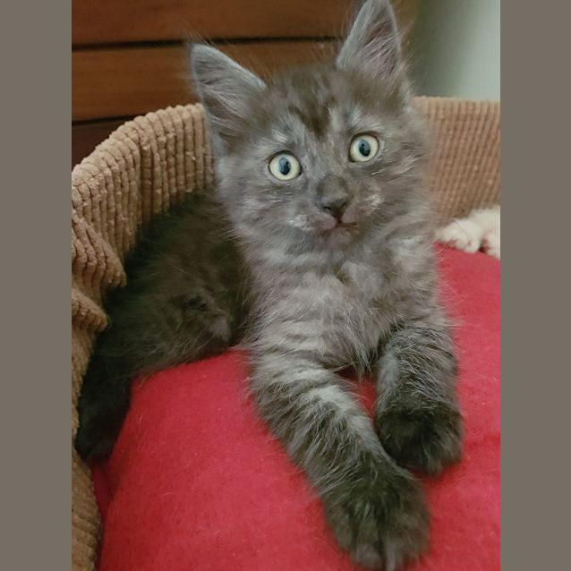 Photo of Rockie