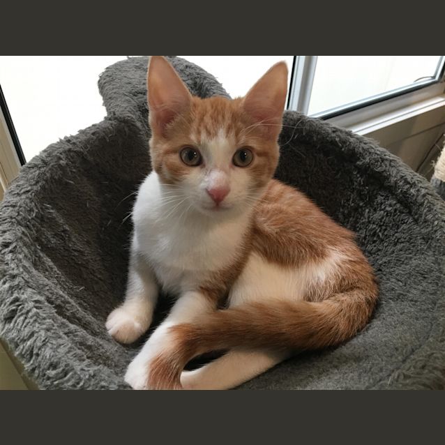 Photo of Basil