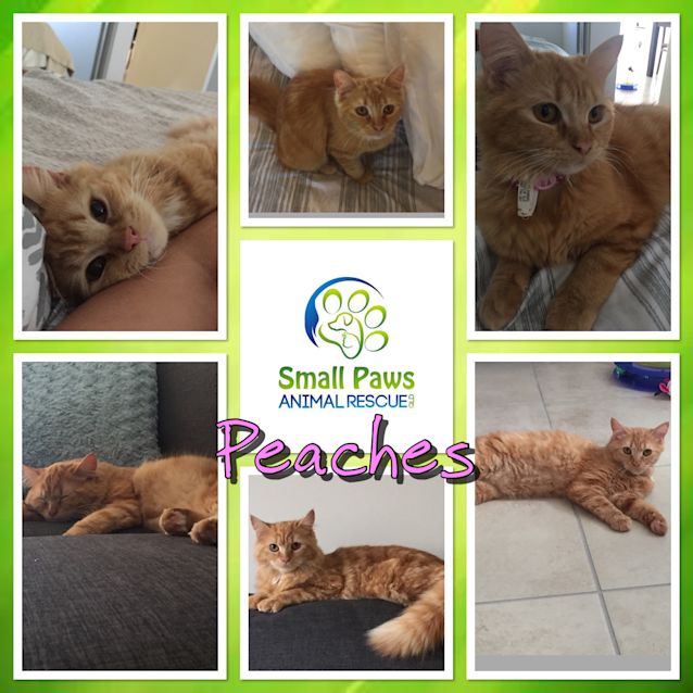 Photo of Peaches