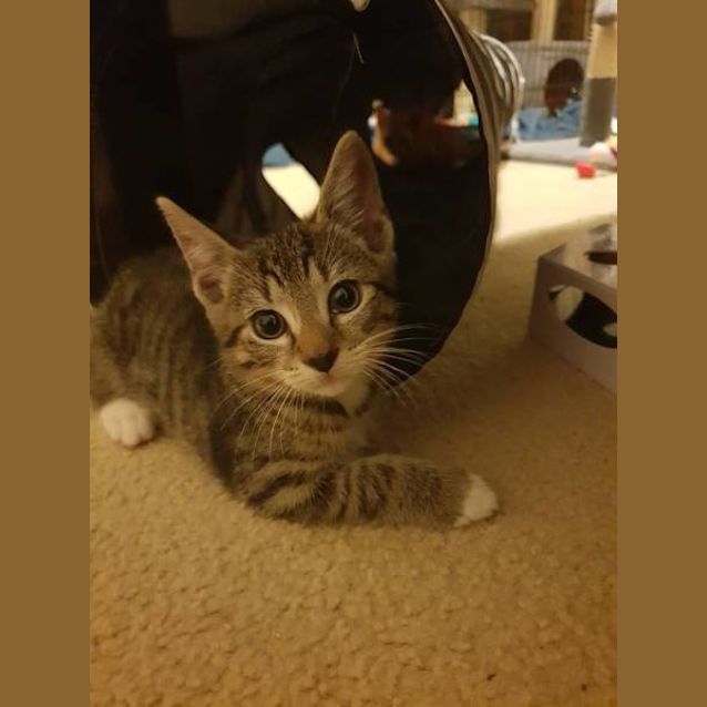 Photo of Thor
