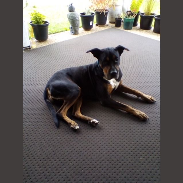 Photo of Roman ("Romy")