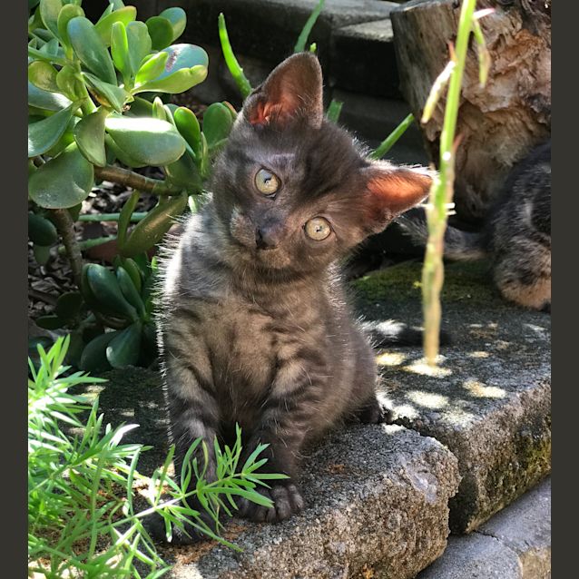 Photo of ‘Moon’ Aka Luna