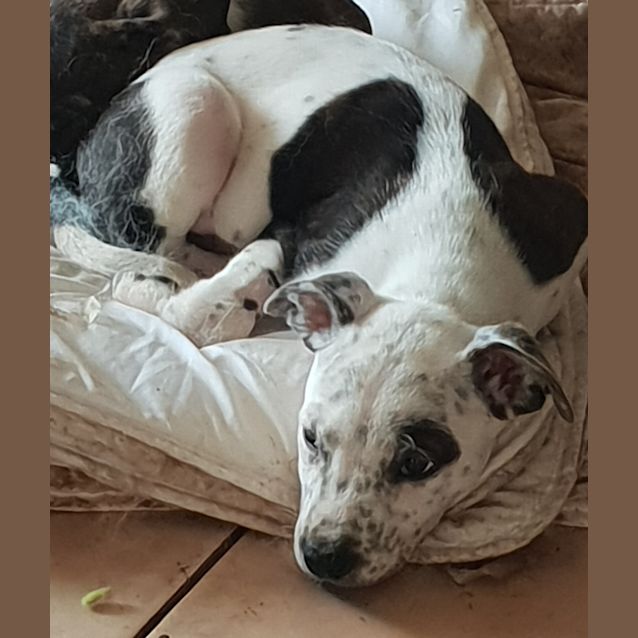 Photo of Mixed Breed Puppies