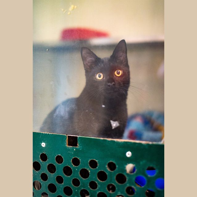 Photo of Otis