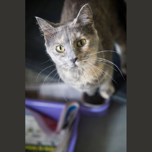 Photo of Perdy