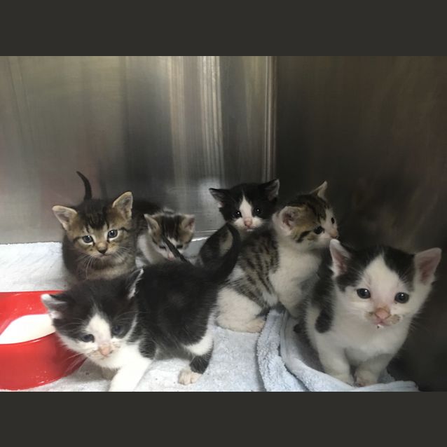 Photo of Litter Of 6