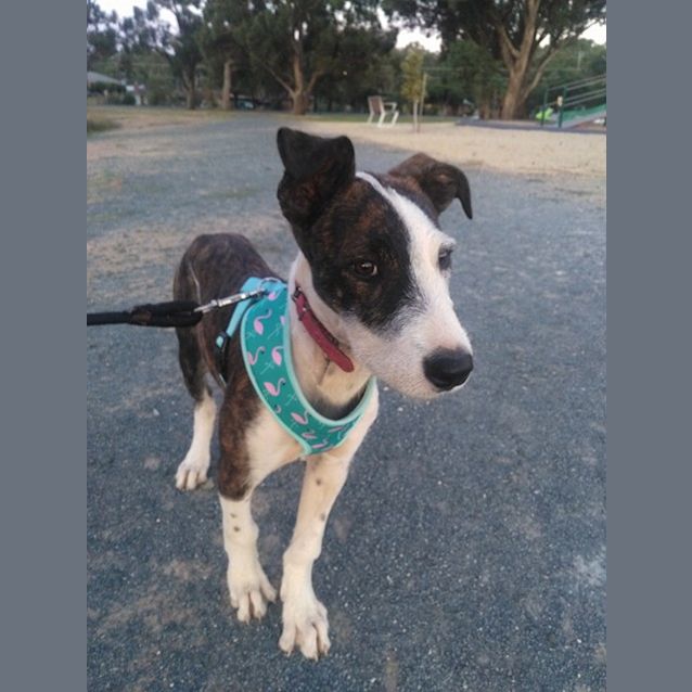 Photo of Abby