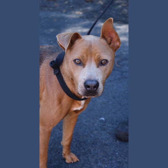 Photo of Dexter