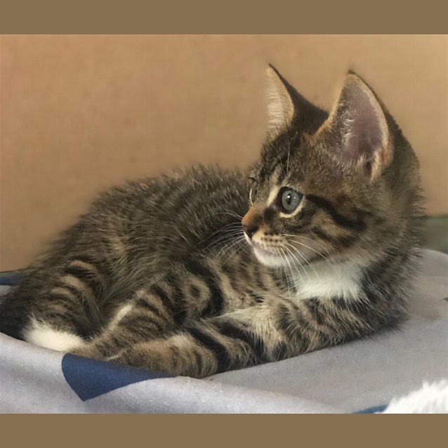 Photo of Pecan