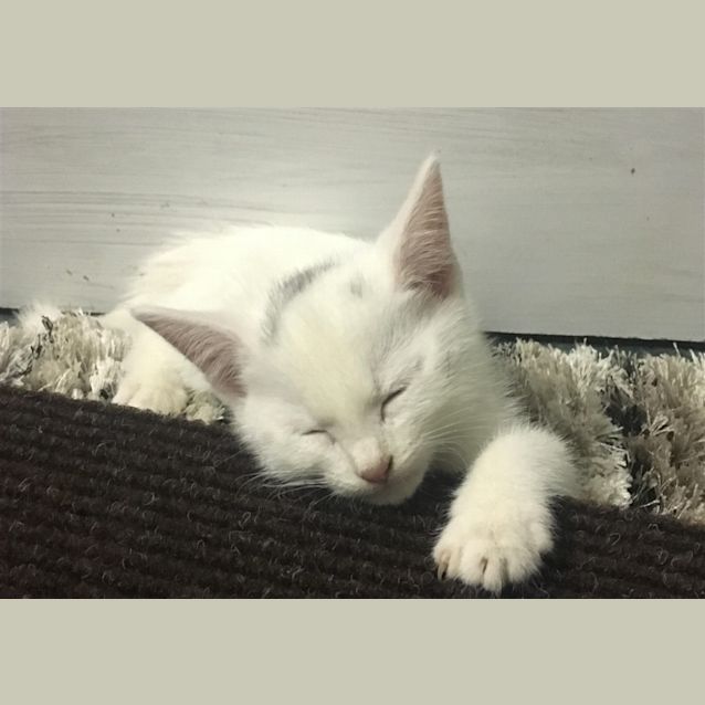 Photo of Almond