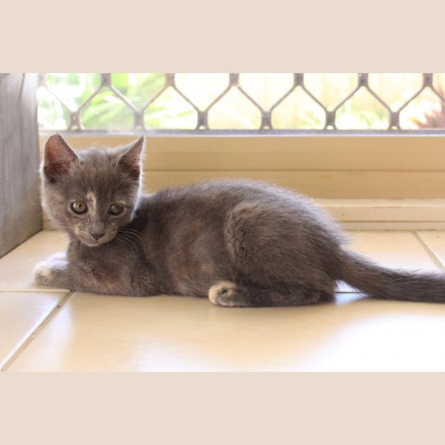 Photo of Julia ~ Kitten (On Trial 15/4/2018)