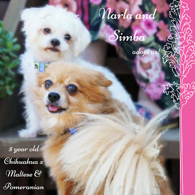 Photo of Narla And Simba ~ Chi X And Pom (On Trial 1 5 18)