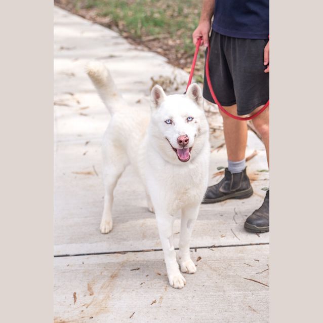 Photo of Lycan
