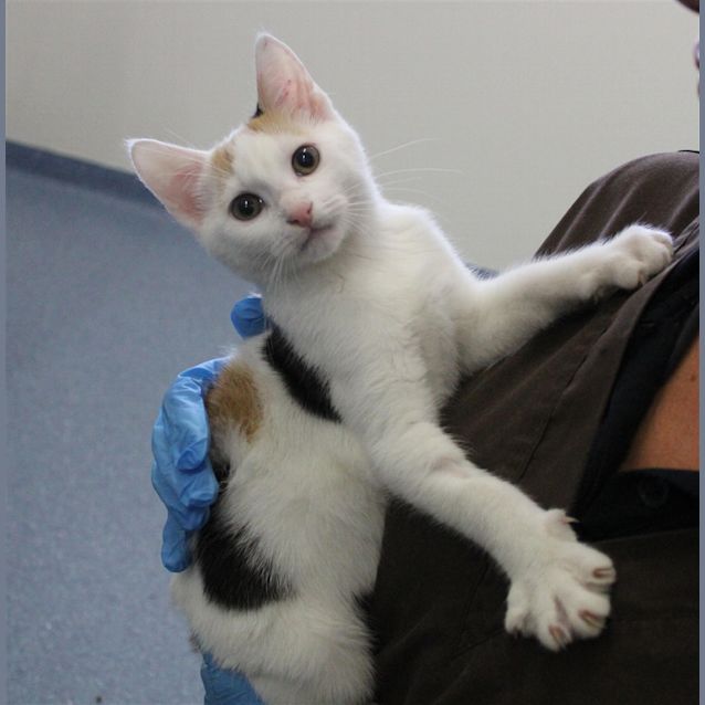 Photo of Sprinkles