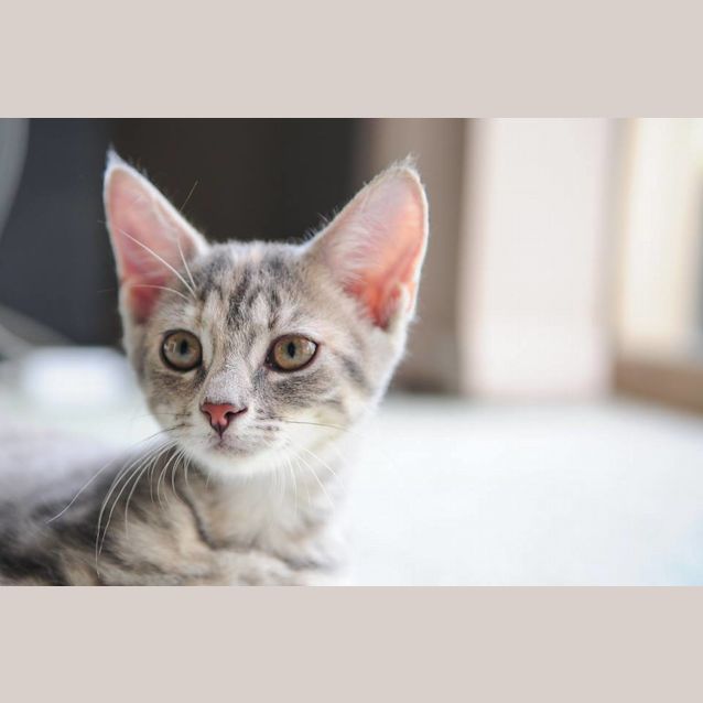 Photo of Petunia💜