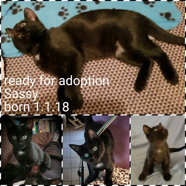 Photo of Sassy