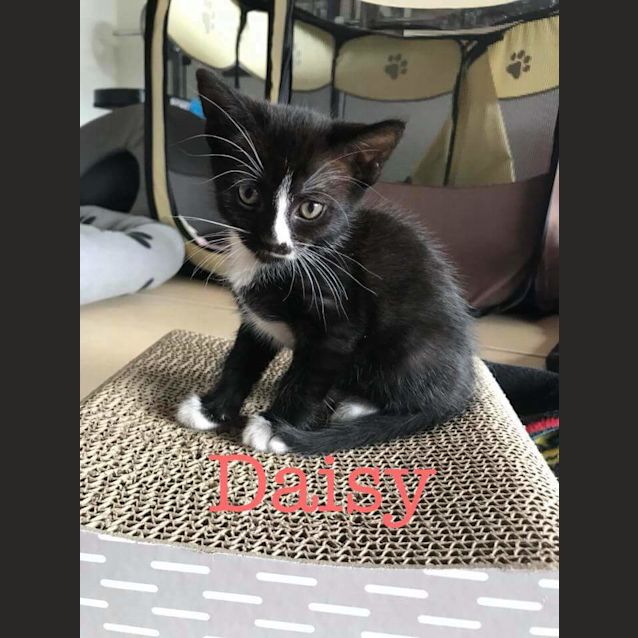 Photo of Daisy