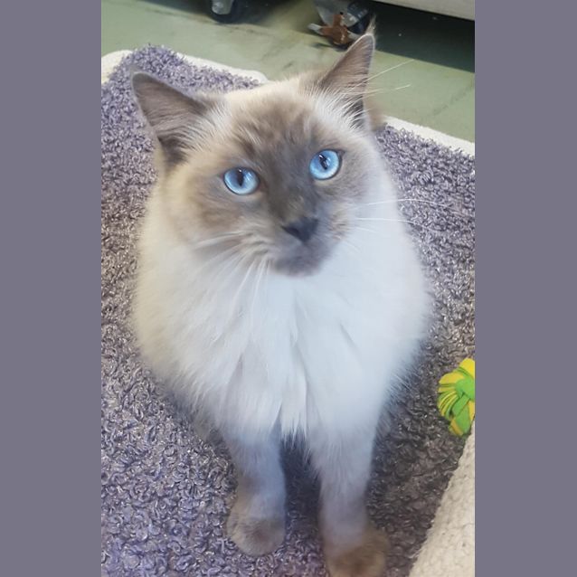 Photo of Sapphire 