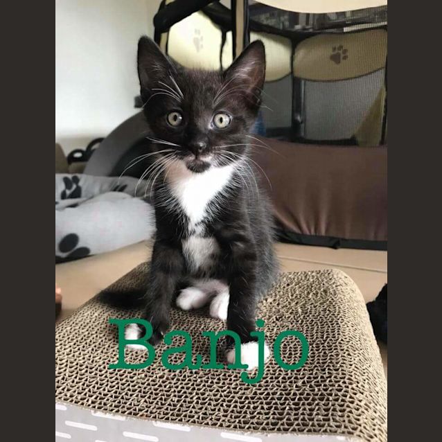 Photo of Banjo
