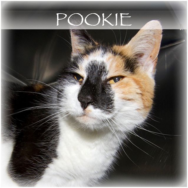 Photo of Pookie
