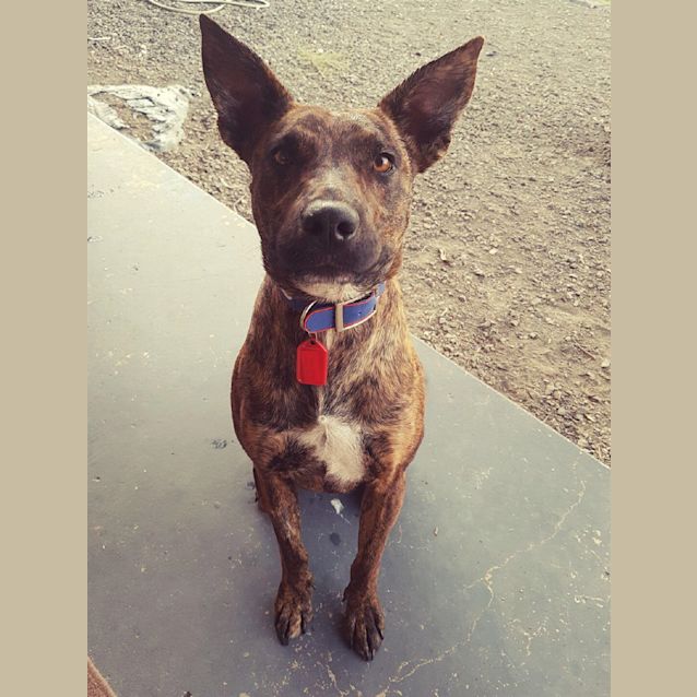 Photo of Loki