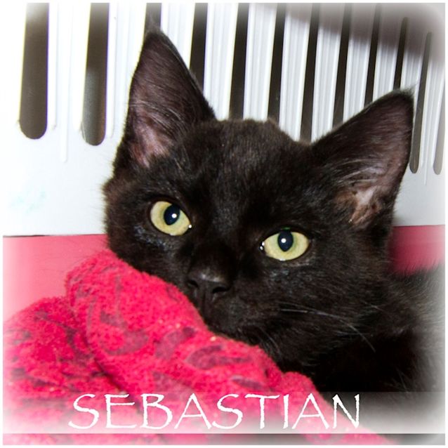 Photo of Sebastian