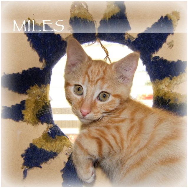 Photo of Miles