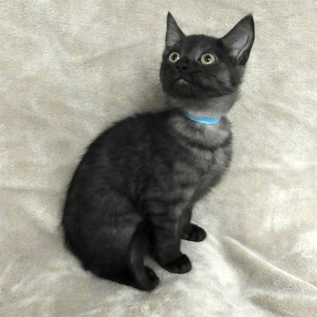 Photo of Jet