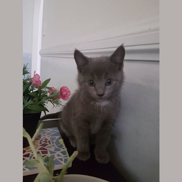 Photo of Mishka