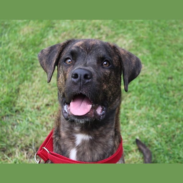 Photo of Brutus