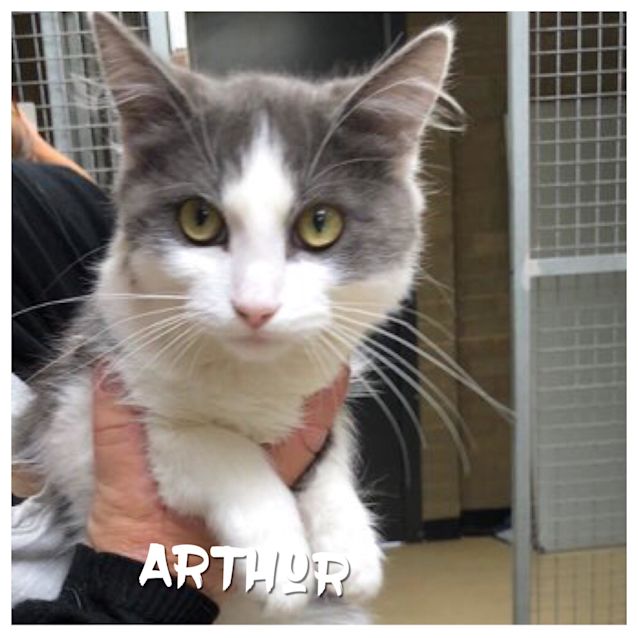 Photo of Arthur