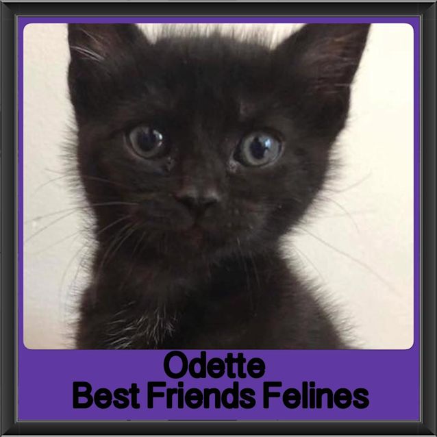 Photo of Odette 