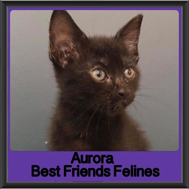 Photo of Aurora 
